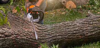 Why Choose Our Tree Removal Services in Hometown, PA?